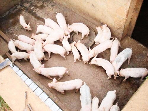 公猪的处理方法和注意事项,公猪常见疾病及治疗方法