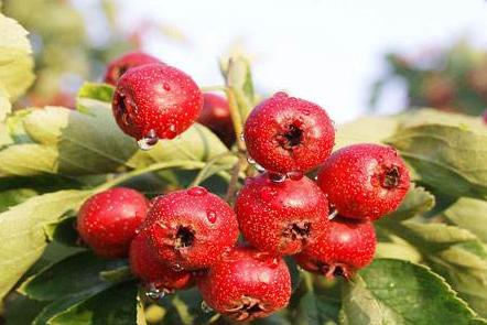 山楂白粉病什么时候打药,山楂果树白粉病最快的治疗方法