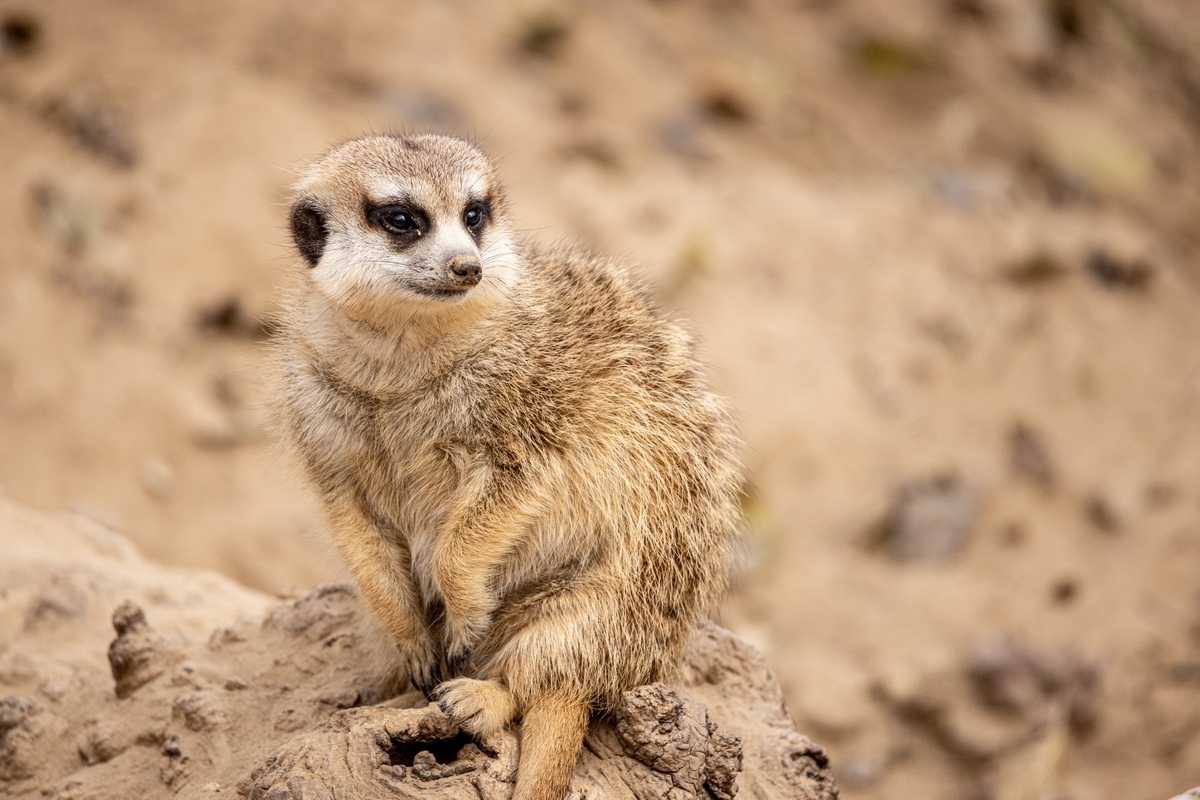 浣宠兘rf400mmf2.8璇勬祴,浣宠兘rf-s24-105mm娴嬭瘎