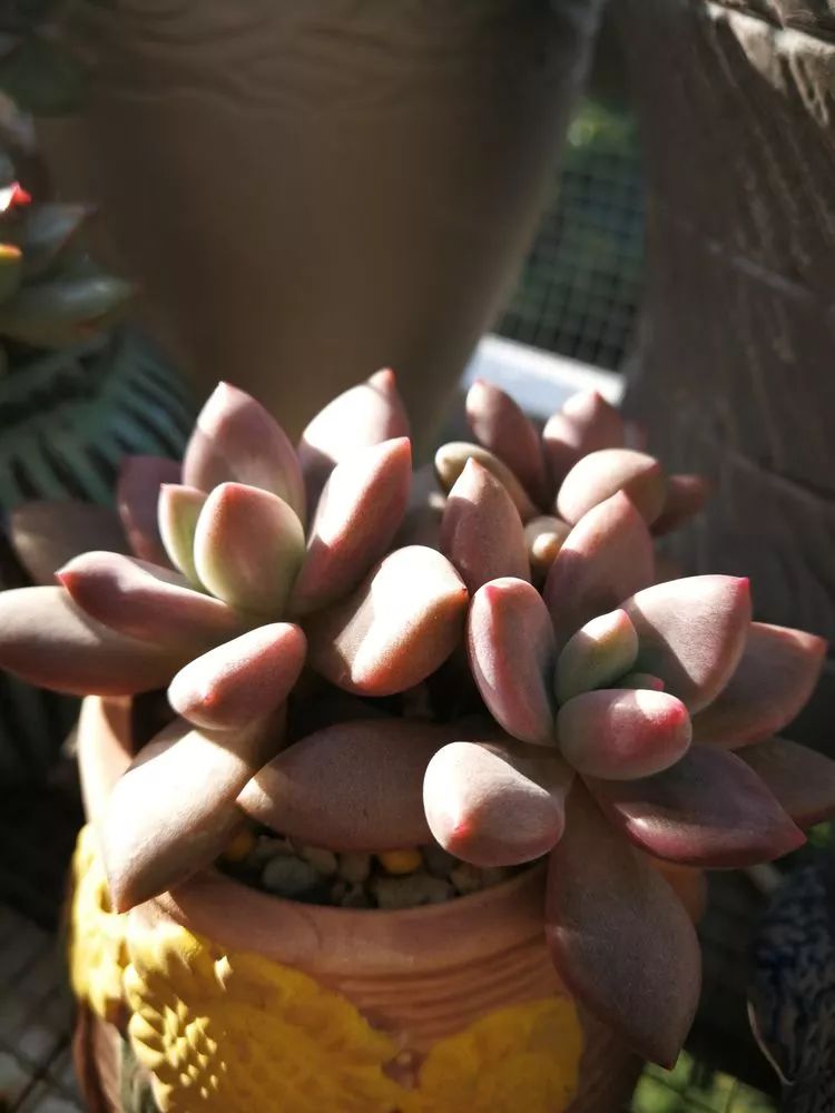 一杯清茶一道暖阳,一杯清茶温暖的时光