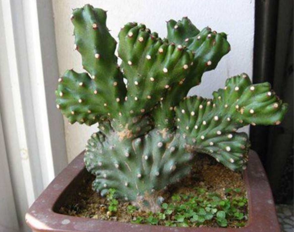 麒麟掌盆栽摆放什么位置合适,麒麟掌怎么养株型好看