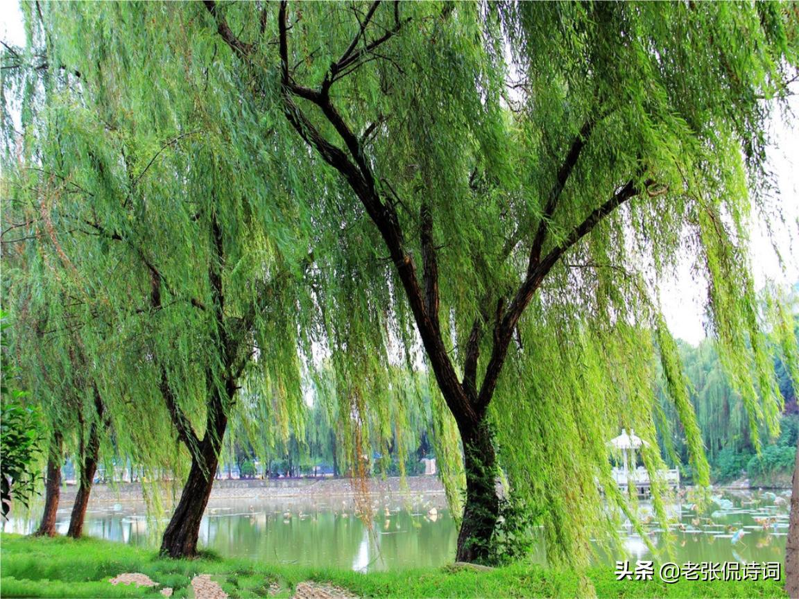 晚唐一首唐诗写江边垂柳，不料却成了唐王朝灭亡的一曲挽歌