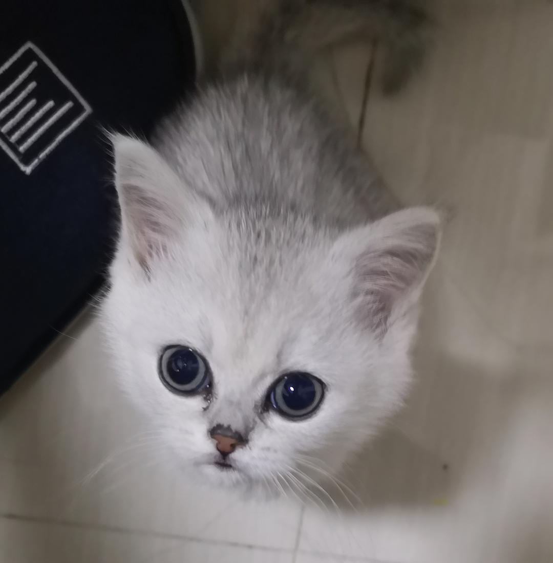 猫眼屎多是什么原因,猫绿色眼屎多怎么回事