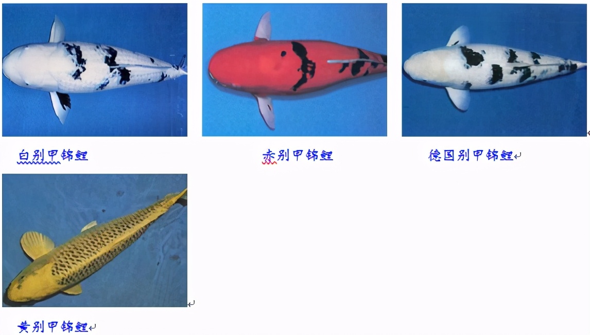 锦鲤鱼怎么养放盐吗,锦鲤用盐浓度