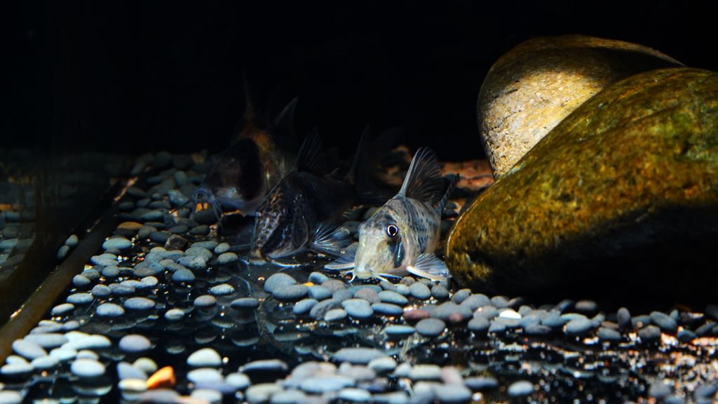 养鼠经验总结,鼠鱼的养殖方法和注意事项