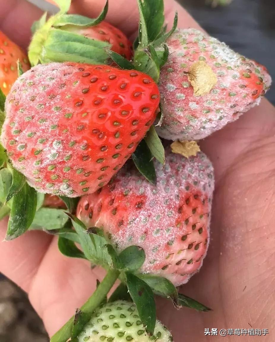 草莓白粉病正确的打药方法,草莓白粉严重怎么治