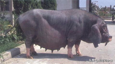 动物的种类很多用什么形容,动物的种类很多可以用什么来形容