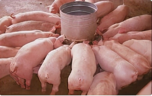 母猪产后没有奶用什么方法最好,母猪产后没有奶水了怎么办