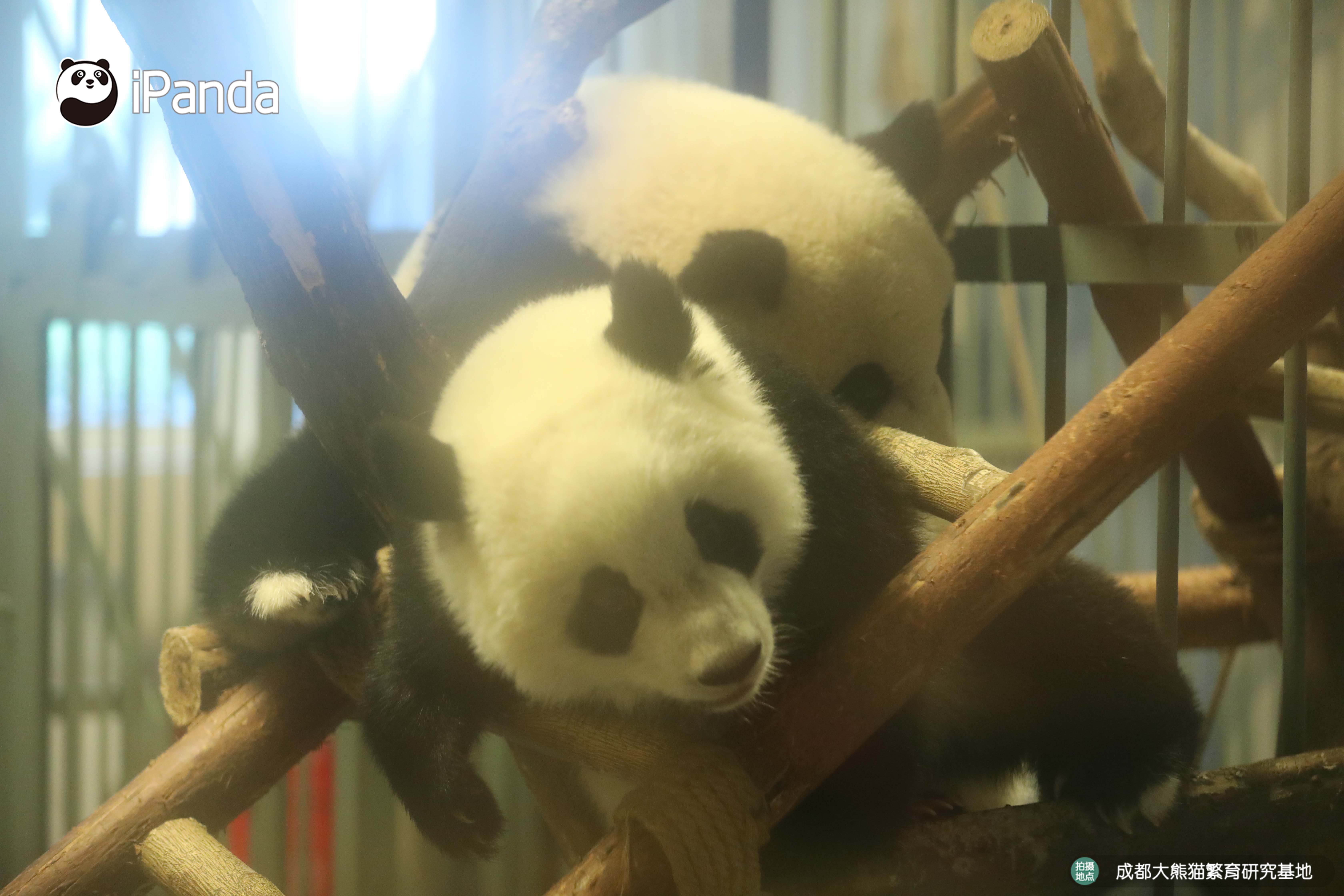 好看的熊头像,好看的熊娃娃