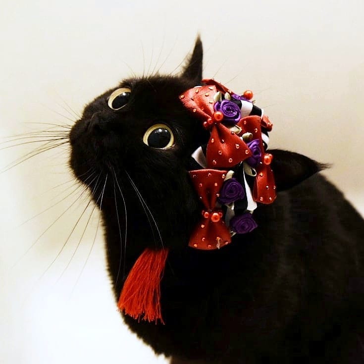 日本卡通小黑猫,日本动漫小黑猫