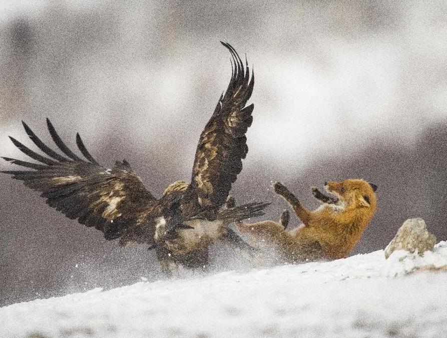 伊索寓言仿写小故事,伊索寓言小故事表演