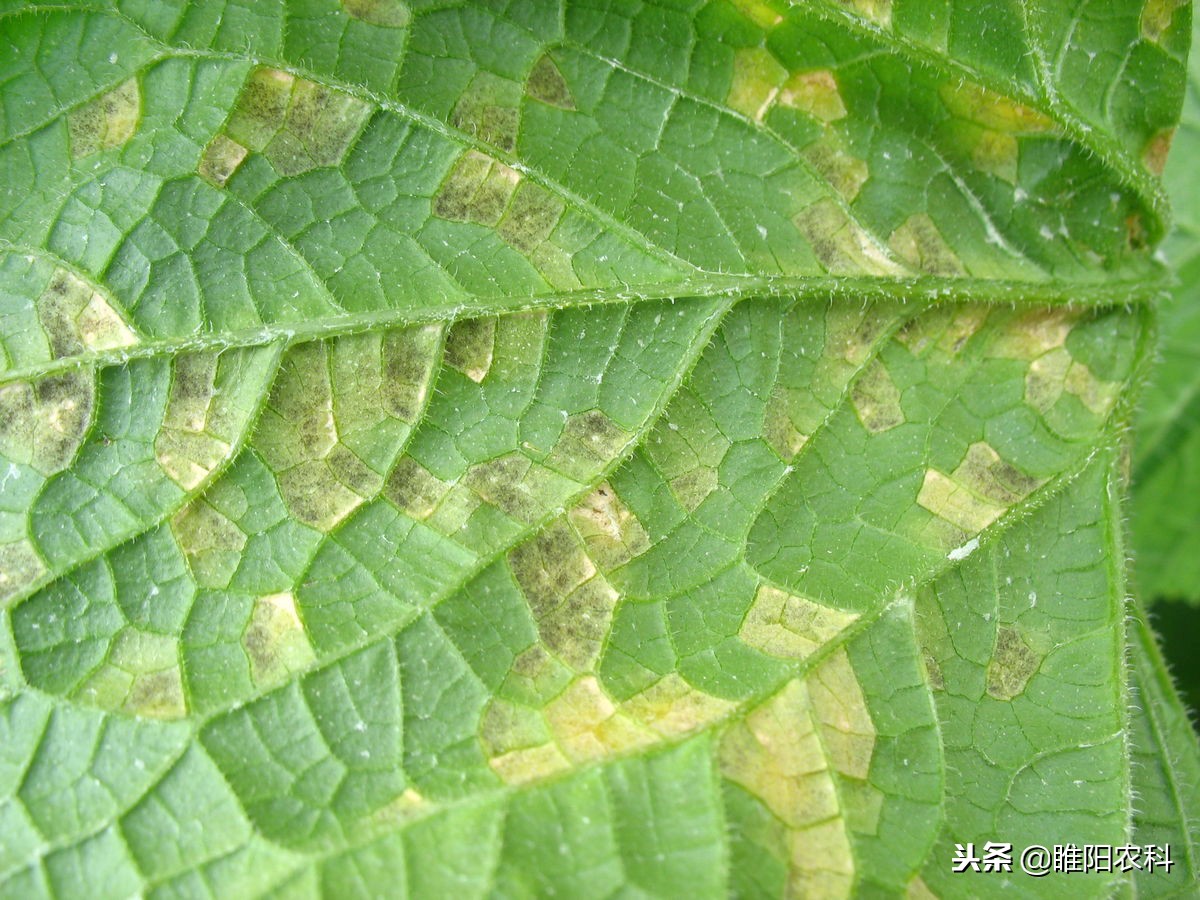 治疗霜霉病为什么要用晚疫病的药,霜霉病疫病的最佳治疗方法