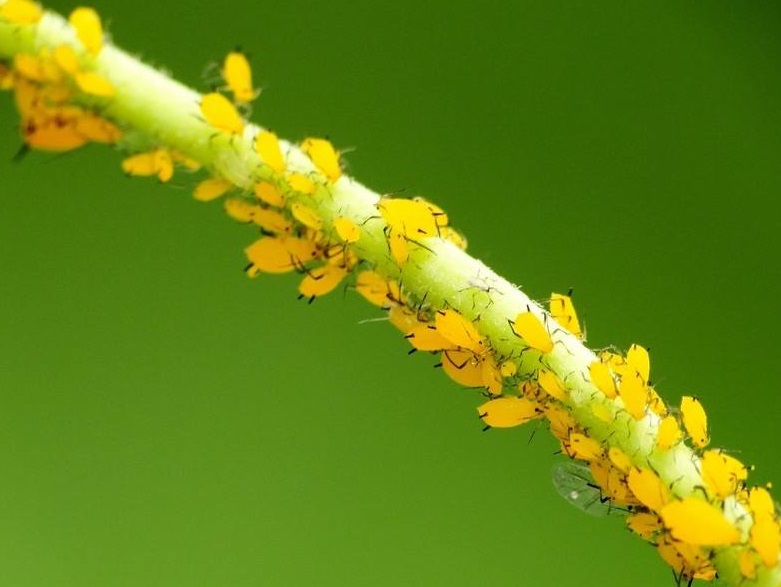 蚜虫的种类及图片大全,蚜虫种类有哪些图片