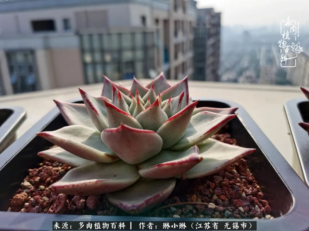 又到多肉变美时，一切都鼓励我积极向前