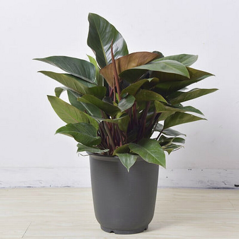 人养花一时养人一生,人养花同时花也养人