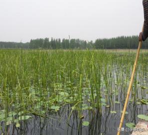 水产养殖新模式,微山湖虾蟹混养