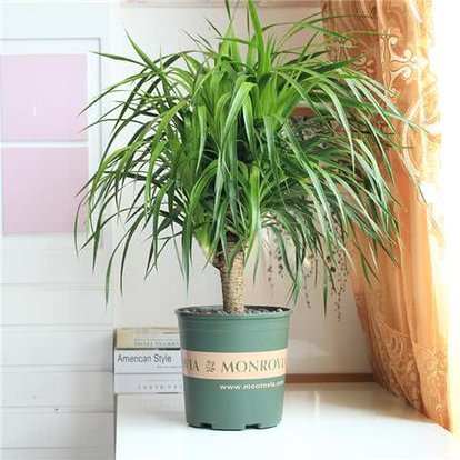 10种易养活的室内植物花,100种家庭花卉种植盆栽大全