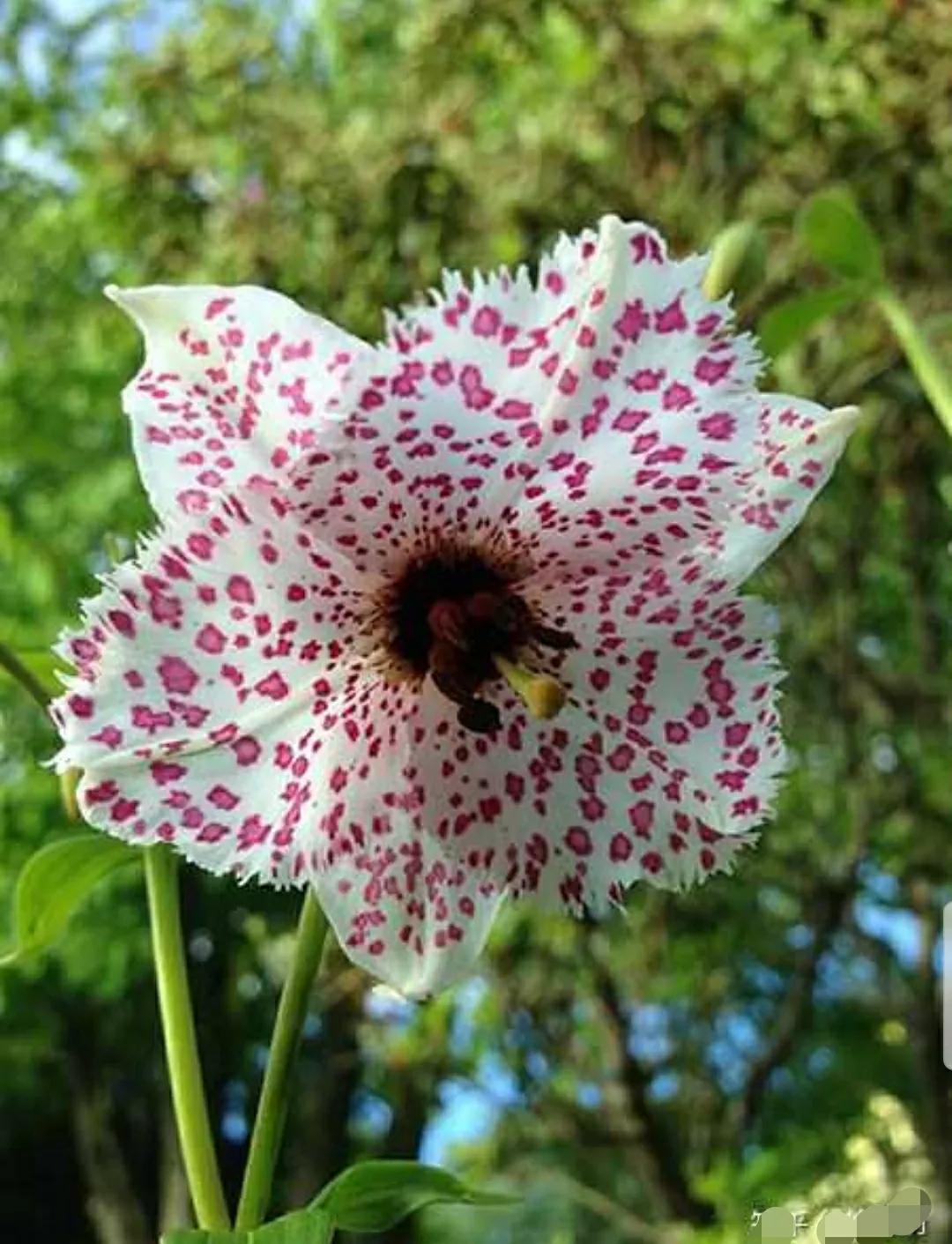 芳踪难觅濒危花！清新治愈篇：沙漠高原是吾家，豹子花的春天来了