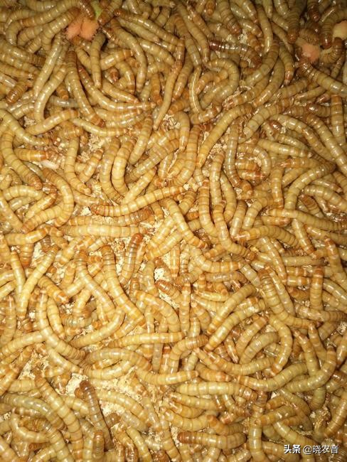 黄粉虫四个阶段都怎么养,黄粉虫种虫和普通黄粉虫的区别