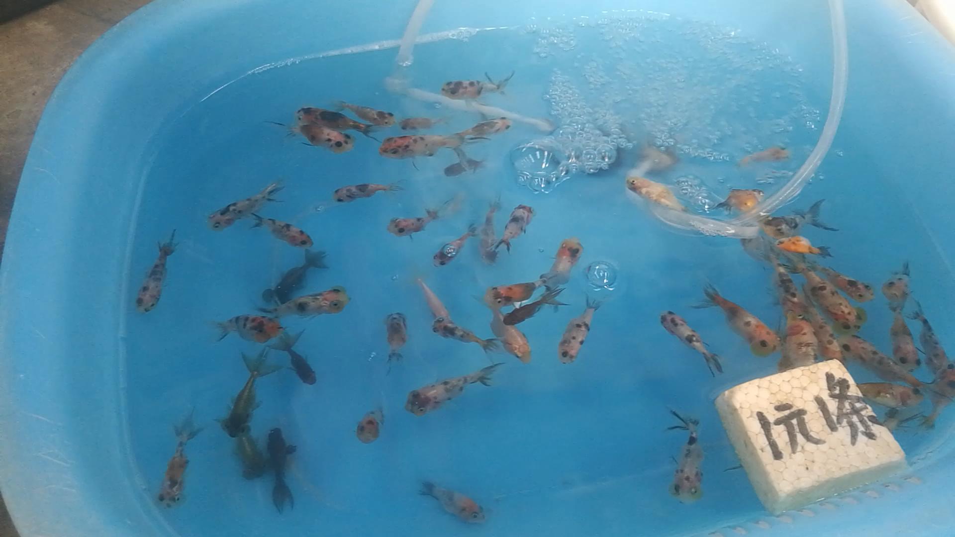 2020年北京观赏鱼批发市场夜市,观赏鱼夜市北京