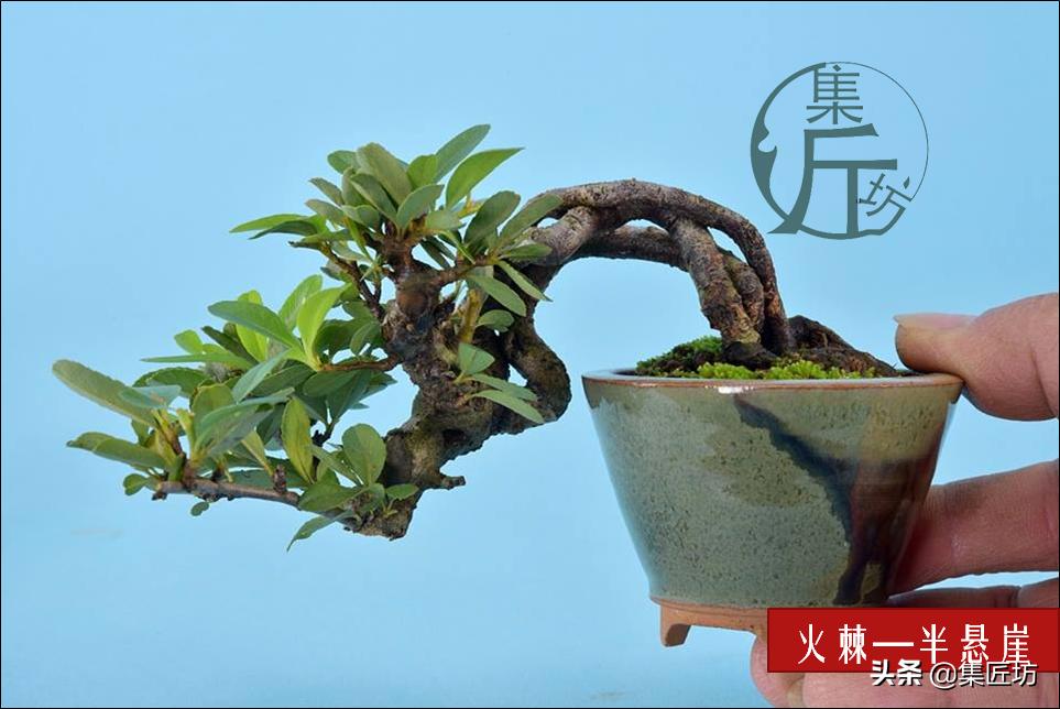 盆景初学入门技巧教程,初学盆景入门基础图解