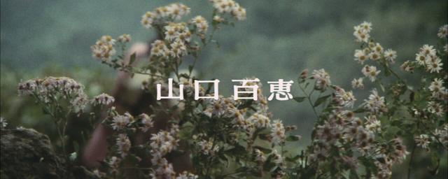 山口百惠和她的两个儿子,山口百惠21岁1980年隐退纪录