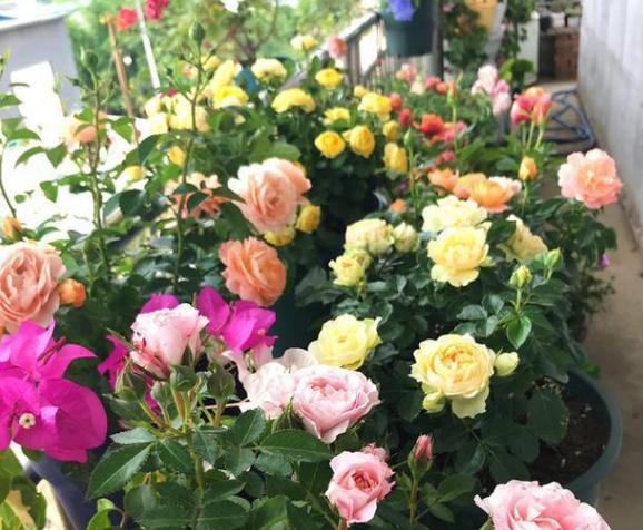 猪骨煮水能浇花吗,熬汤的大骨别扔