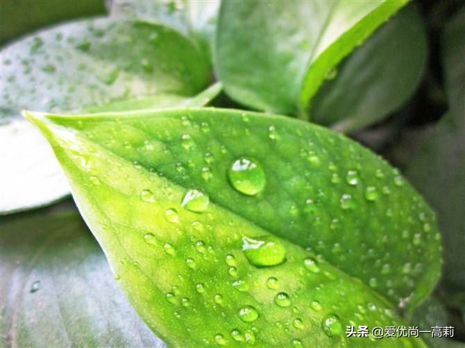 懒人必备小房间,懒人必备小宠物