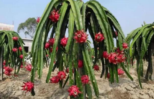 火龙果无公害高产栽培技术,火龙果怎么样发酵才能高产