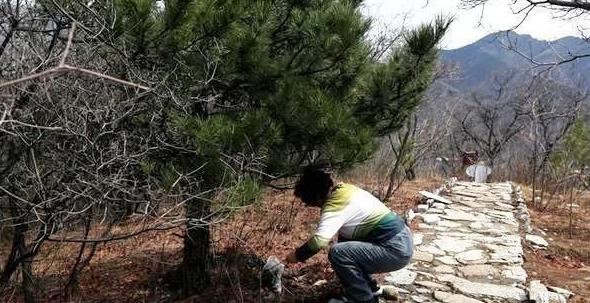 带回家的松针土该怎么处理？杀虫灭菌、发酵，几个月就成养花土