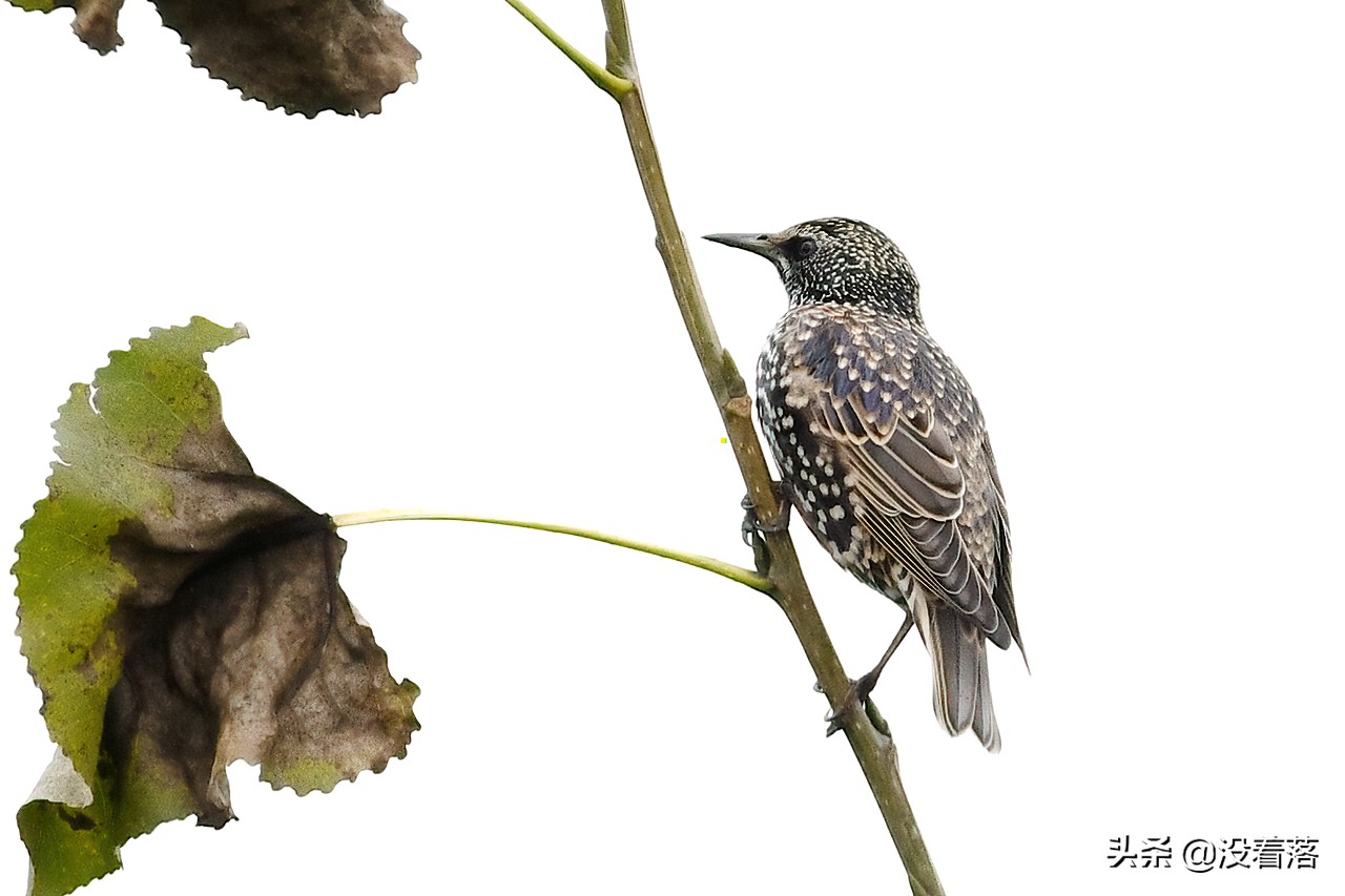 「10.13」北京沙河观鸟日记：收获长尾山椒鸟与中华攀雀