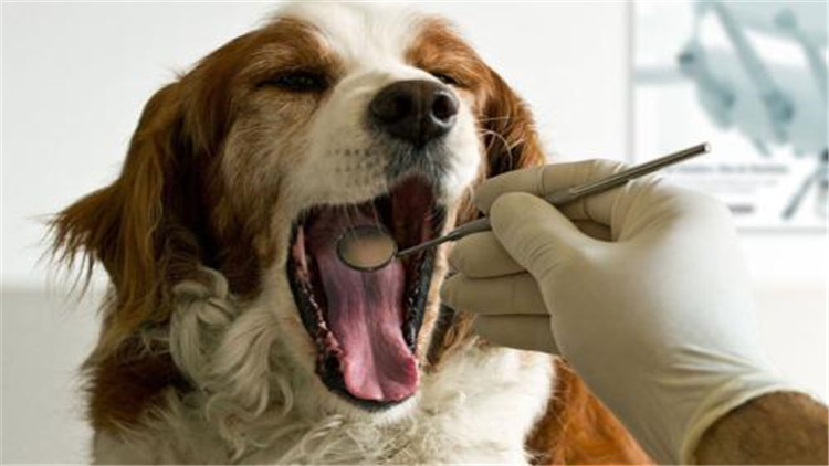 小公犬发情了有什么办法,母宠物犬发情怎么缓解