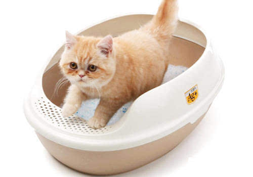 新手养猫铲屎官攻略,猫咪铲屎官新手教程