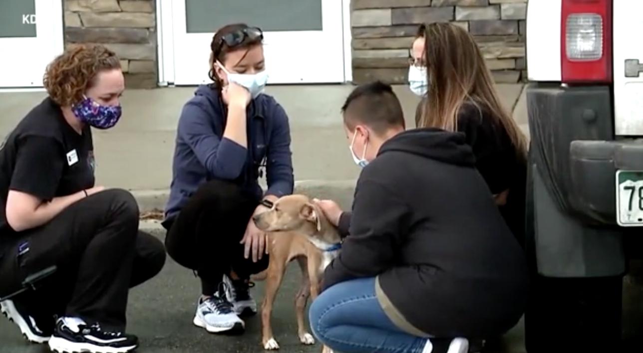 狗狗分娩伤口溃烂生虫，竟被美国女主人遗弃，所生10个幼崽全死了