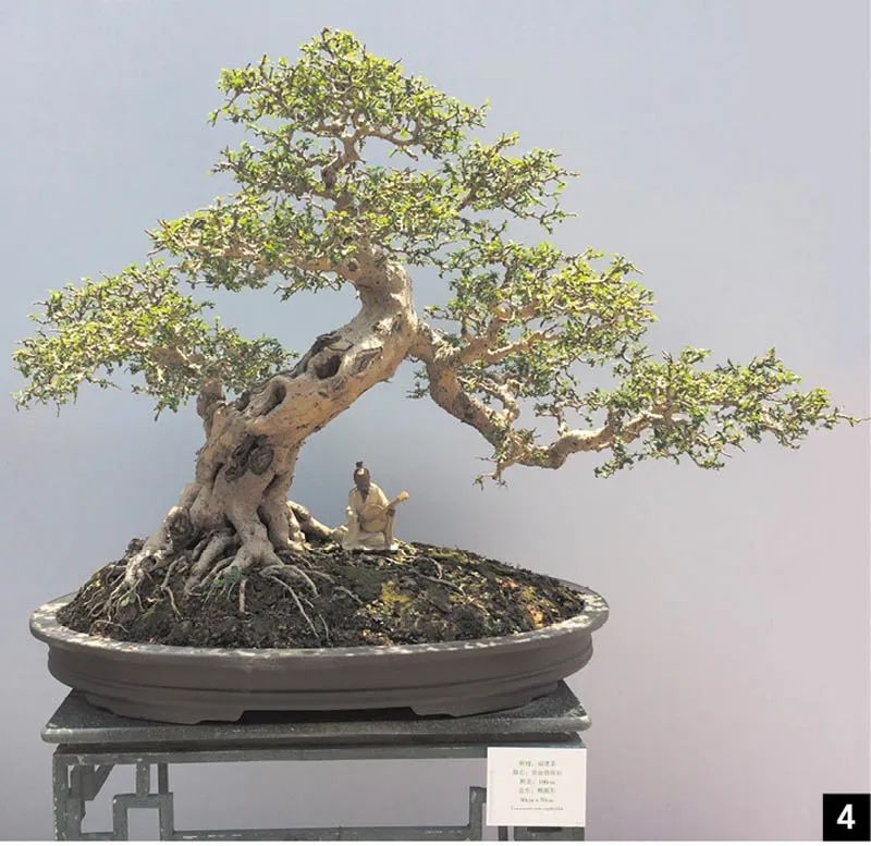 盆景修行,学习盆景技术最好的书