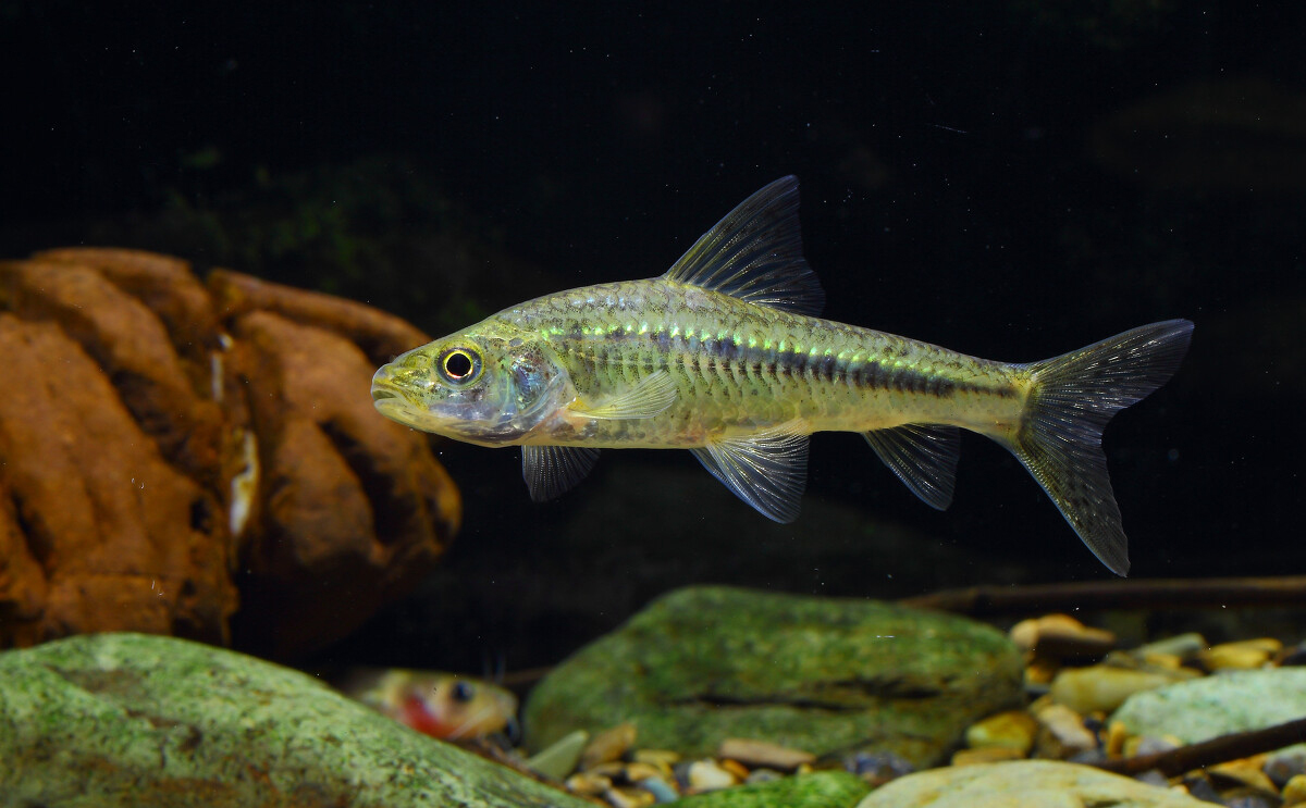 春天银鮈怎么钓,野钓小银鮈的开饵方法