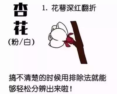 最美的花送给大家共赏,最美的花送给大家观赏