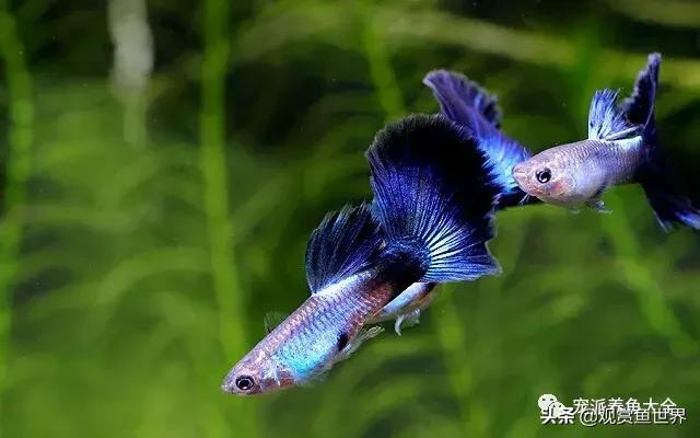 15个孔雀鱼品系图鉴绝美版,15个孔雀鱼品系图鉴