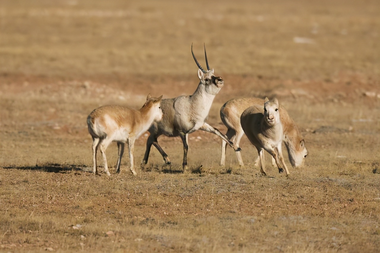 雌性伟大,雄性薄情,藏羚羊的交配和繁殖,奇怪的知识又增加了