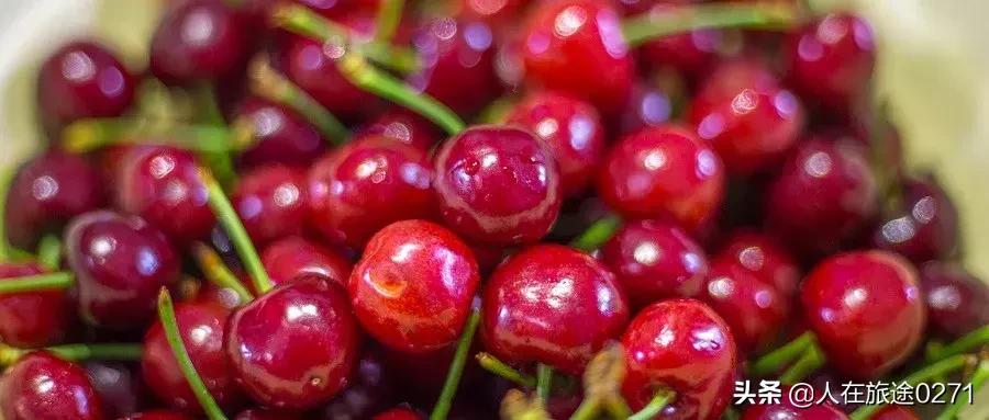 西安樱桃园,西安附近樱桃园采摘园位置