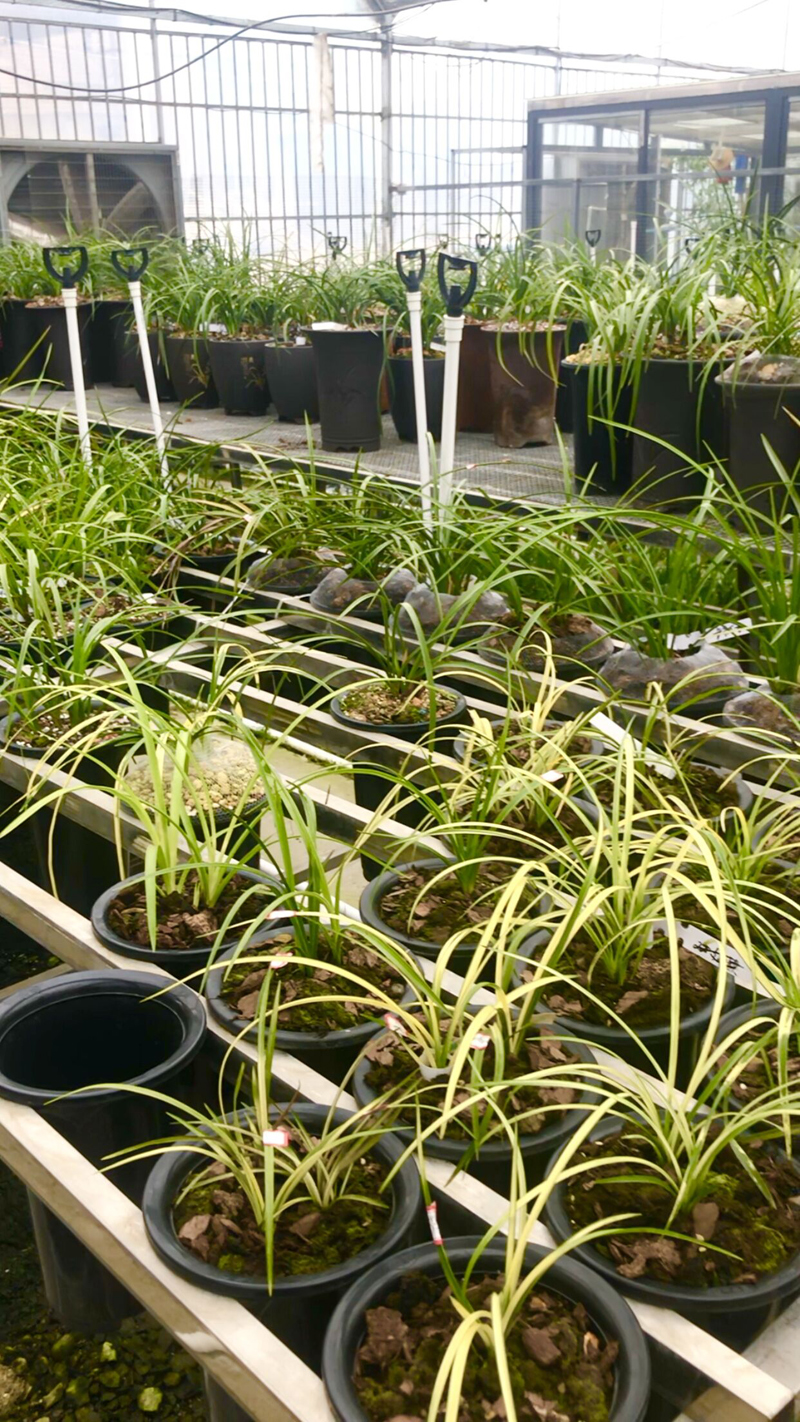 今年兰花价格下跌的原因,野生兰花为什么那么贵