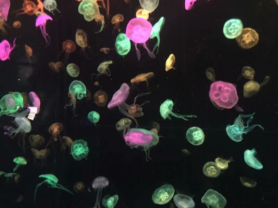 全球最大的长隆海洋公园,沉浸式参观长隆海洋王国