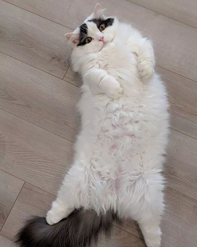 贵族阿比西尼亚猫,神秘的波斯猫