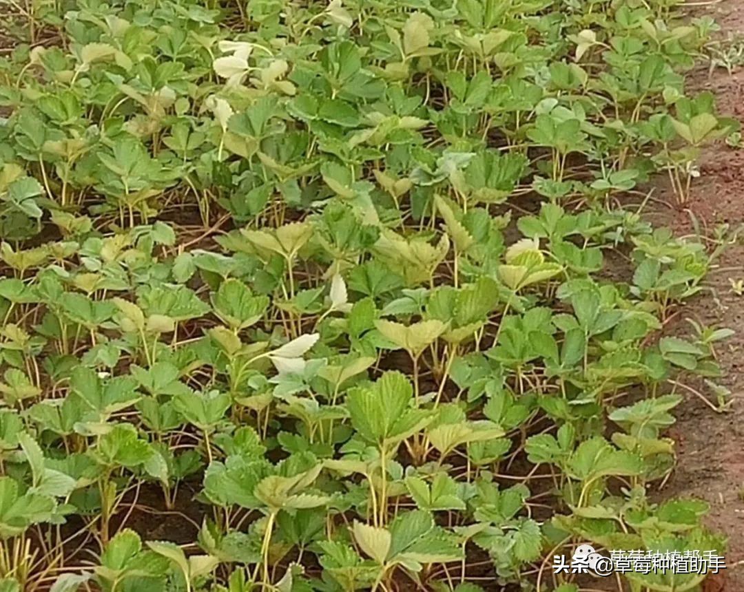草莓苗一亩要多少棵母苗,如何用草莓老苗繁育新苗