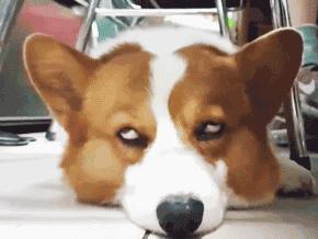 小短腿柯基有点可爱,柯基小短腿好可爱