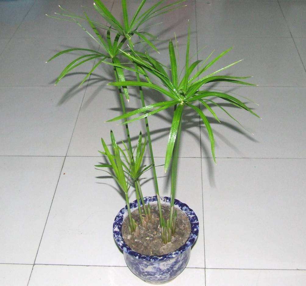 竹子根怎么养才能更旺盛,造型竹子怎么养