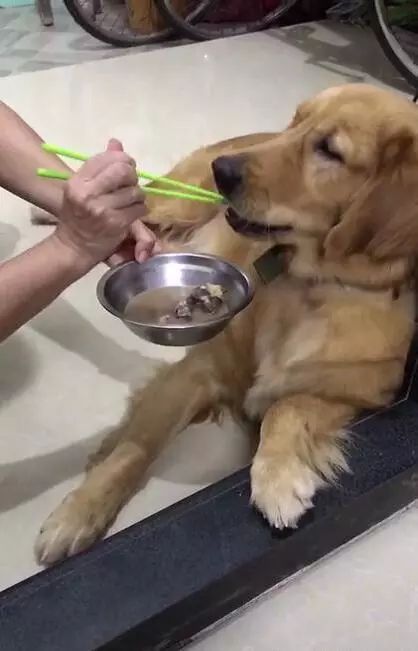 狗狗胖点好还是瘦点好,宠物狗太瘦了吃什么