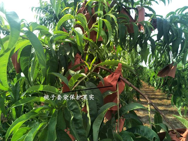 7月份桃子摘后桃树该怎样管理,桃树谢花后多长时间进入硬核期