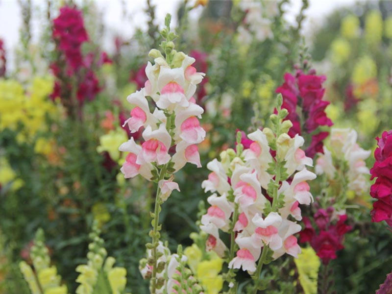 水草金鱼草怎么种植,金鱼草种植方法和注意事项