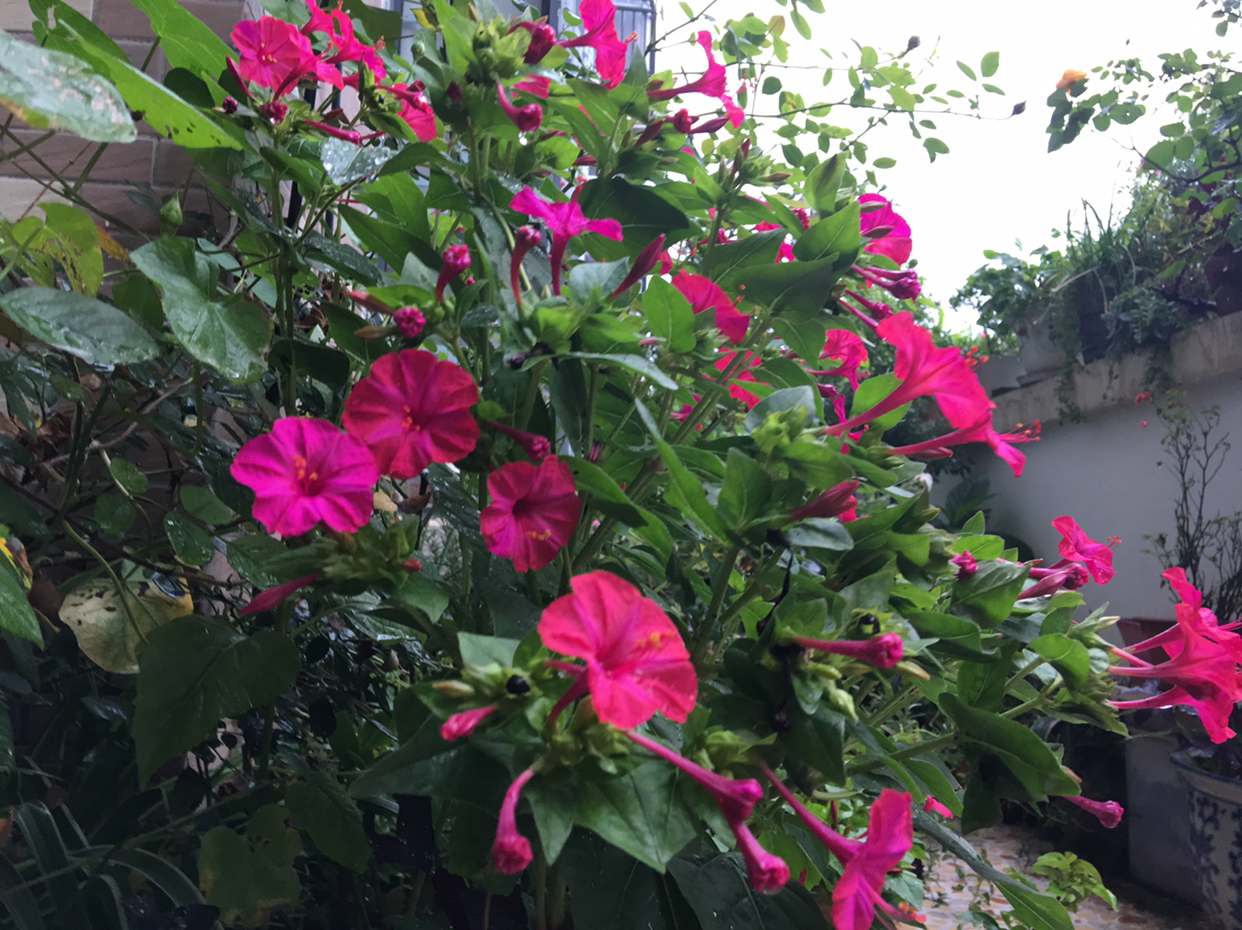 家里好养的花种子有哪些,哪种花种子最容易种活还好养